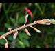 Gasteria  baylissiana
